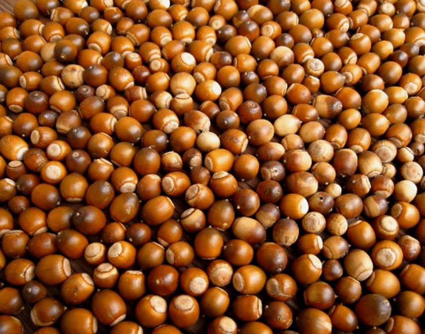 Acorn Starch Powder (도토리묵가루) 1lb